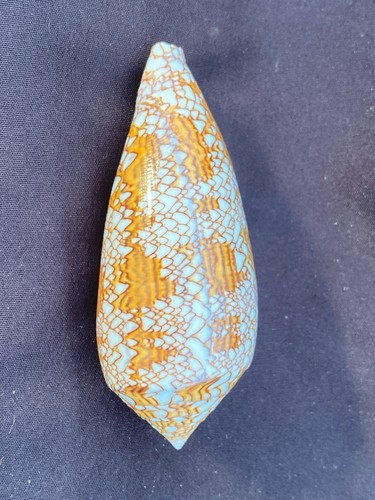 Textile cone seashell - textile,