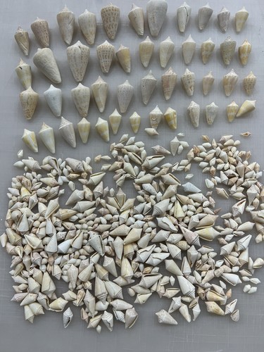 Lot 500 conus - lot,
