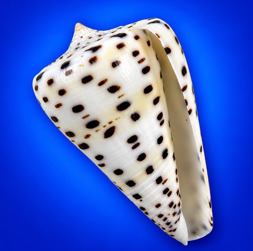 Conus eburneus 7mm - eburneus, 50.7mm