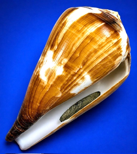 Giant conus vexillum - vexillum, 103.8mm