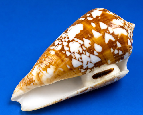 Conus amadis castaneofasciatus - conus,