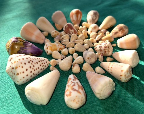 Cone shells lot vintage - cone, shells-lot