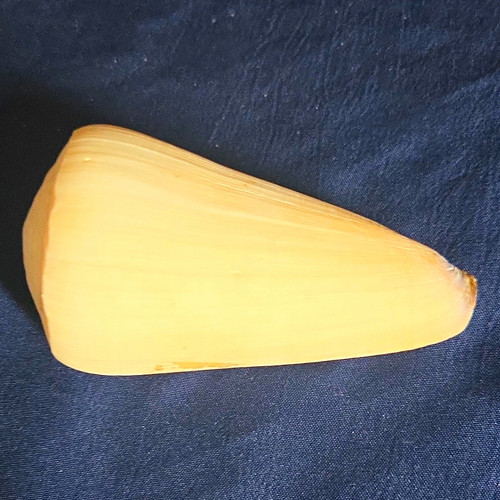 Cream off white cone shaped - cream/off-white, cone-shaped