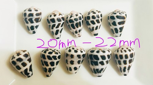 Hebrew cone shell from japan - ,
