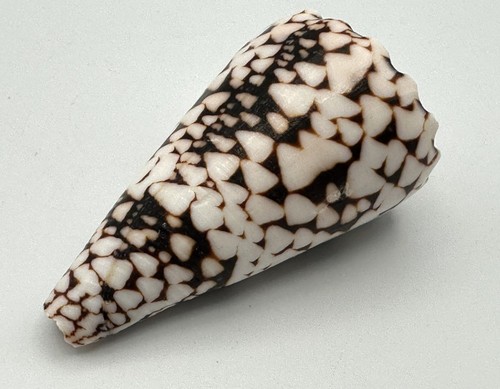 68mm conus marmoreus marbled - conus,