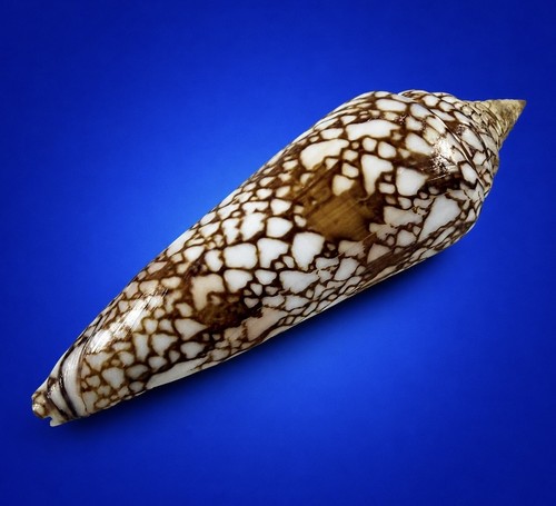 Conus clytospira milneedwardsi