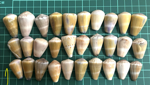 Cone shell from japan - cone,
