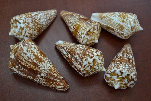 Pcs amadis conus cone sea - conus,