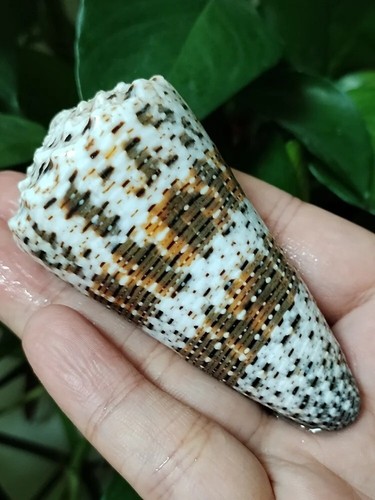 Large imperial cone - large, seashell