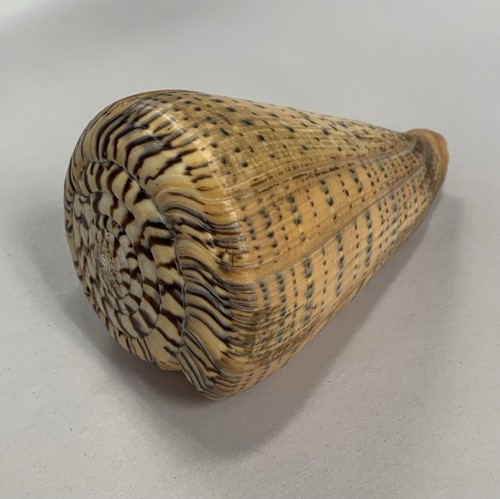 Huge marbled cone - 6”, shell