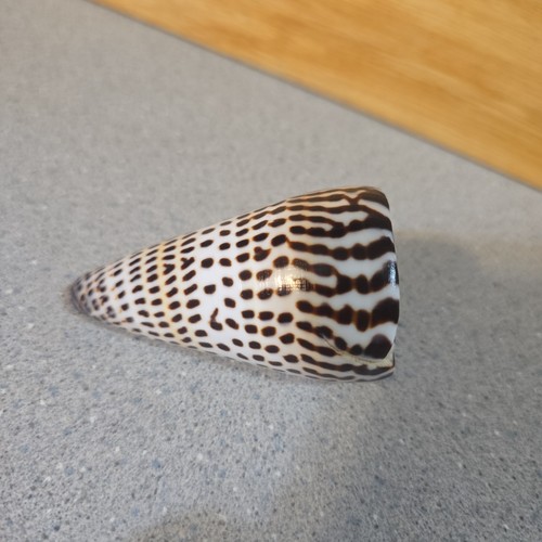 Vintage conus litteratus cone - vintage,