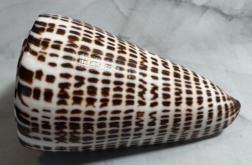 Beautiful lettered cone - beautiful,
