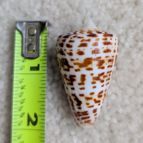 Chocolate alphabet cone shell