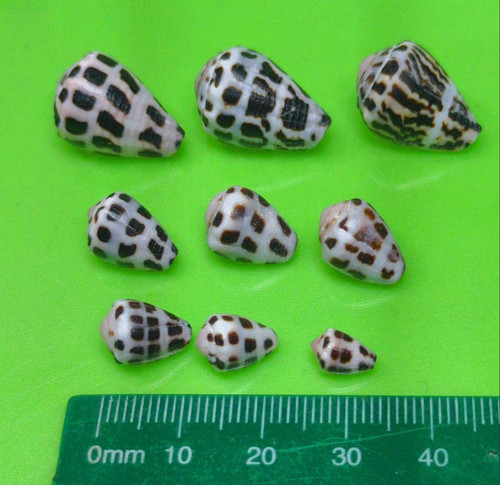 Hebrew cone shell from - hebrew,