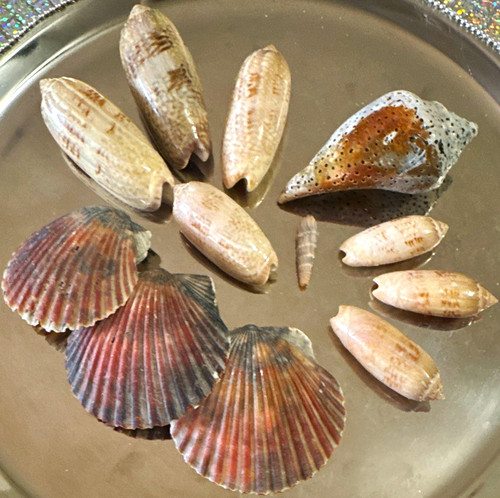 Natural seashell lot - seashell,
