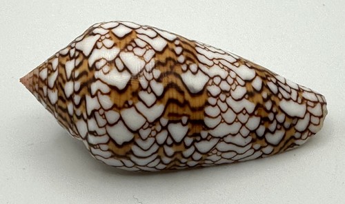 Conus textile cloth - cloth, of