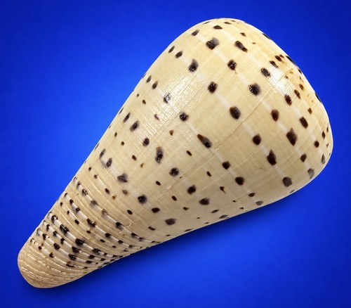 Conus betulinus 102 0mm - betulinus, giant