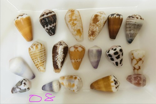 Hebrew cone shell mix rare - ,