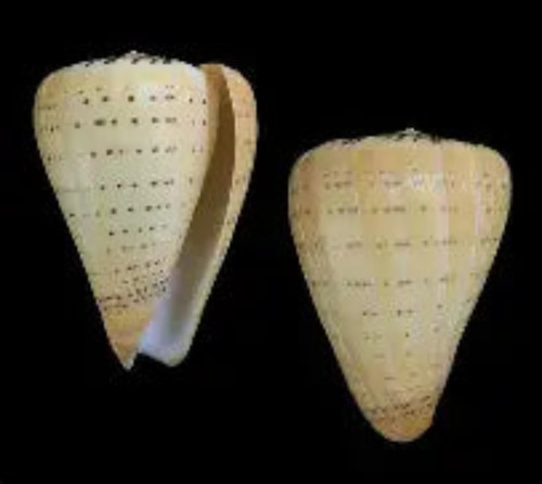 Bitulinus cone shell measuring - bitulinus,