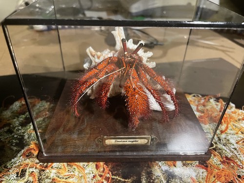 Handmade large crab - handmade,