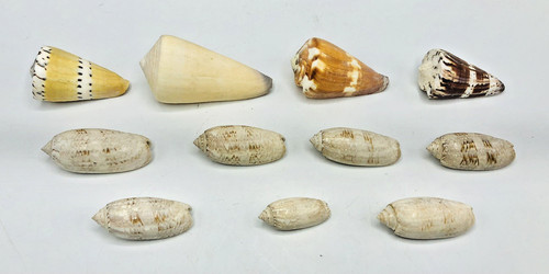 Lot cone shells purple - cone,