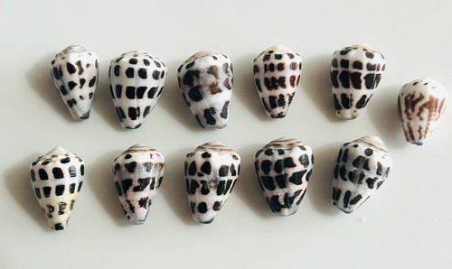 Hebrew cone shell from japan - cone,