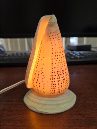 Gaint spotted lettered cone - lettered,