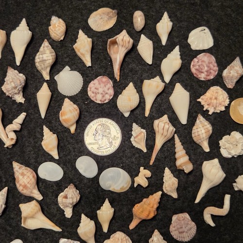 Beautiful small sea shells - beautiful,