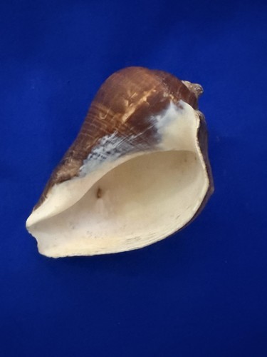 Beautiful cone shell - cone,