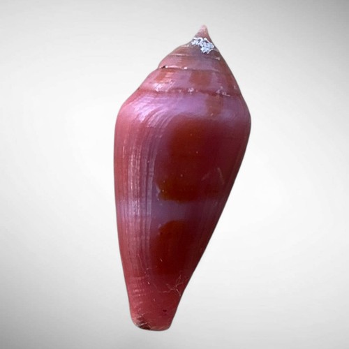 Violet cone shell conus - shell, (conus