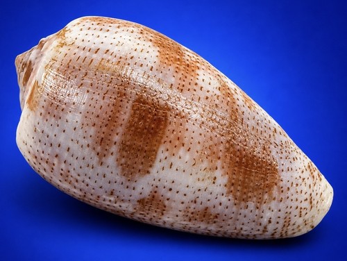 Conus tulipa 5mm - 57.5mm, cone