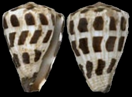 Ebraeus cone shell measuring - ebraeus,