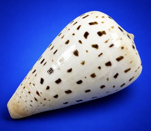 Conus betulinus 5mm beech - betulinus, 61.5mm