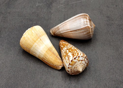 Large cone seashell assortment - seashell,