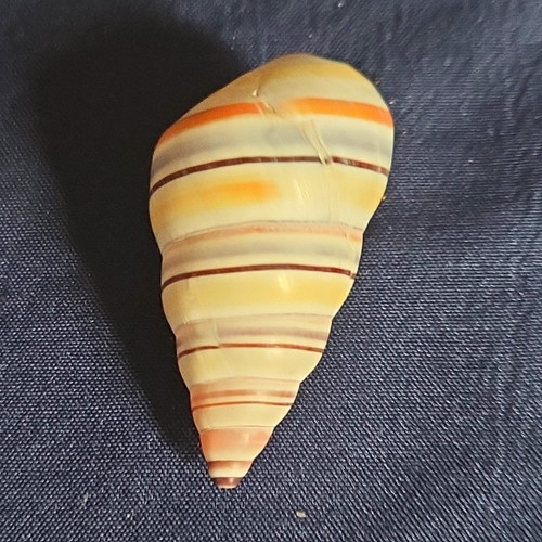 Striped cone shaped spiral - striped,