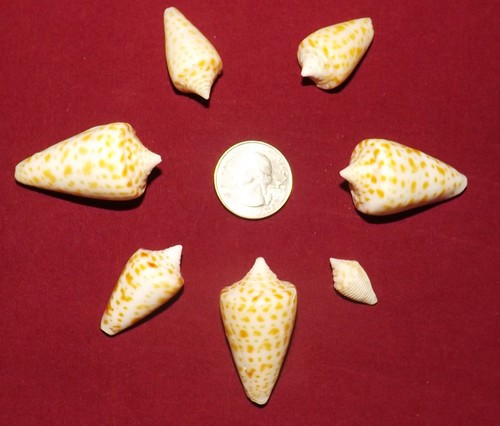 Beautiful alphabet cone - 7,