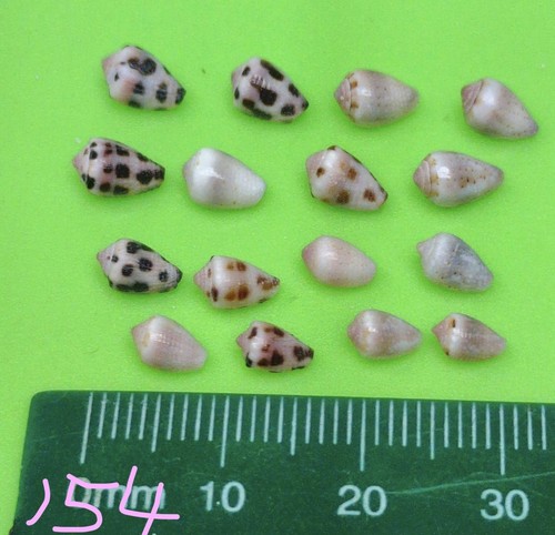 Hebrew cone shell from japan - cone,