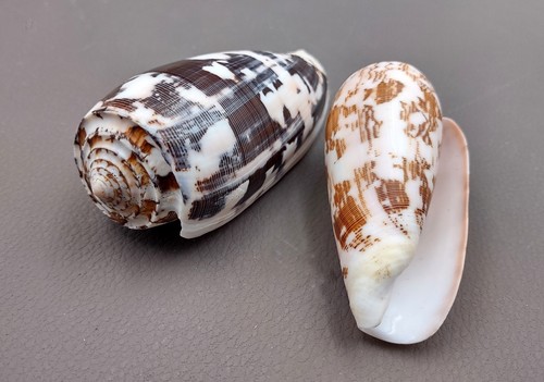 Striated cone seashells conus - seashells,