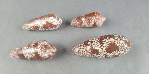 4pc princely cone conus - princely,