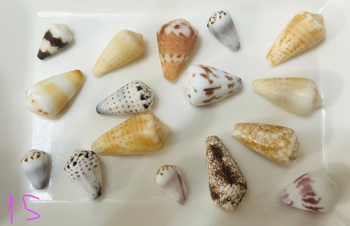 Cone shell from japan shells - ,