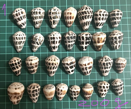 Hebrew cone shell from japan - ,