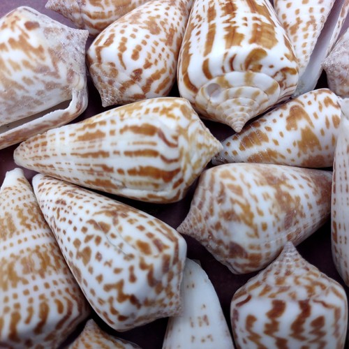 Brown spotted inscriptus cone - inscriptus,