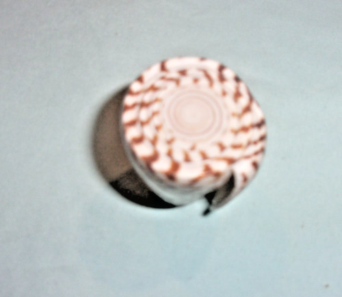 Small cone coral measures - coral,, 2"