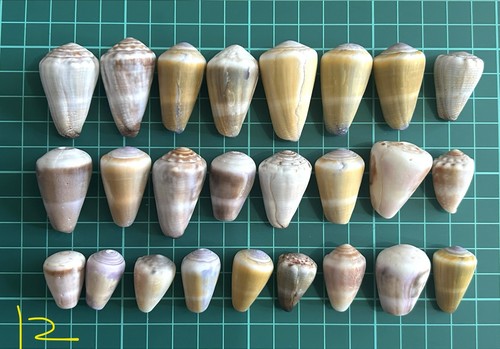 Cone shell from - japan,