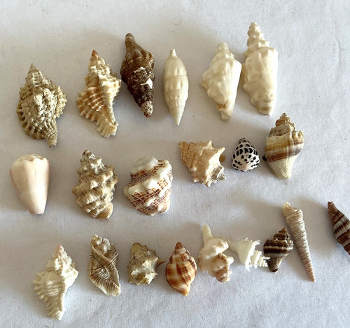 Vintage seashell lot conchs - vintage,