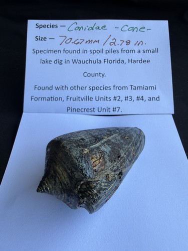 Rare fossilized cone shell - fossilized,