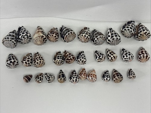 Hawaii hebrew cone shell - shell, ~