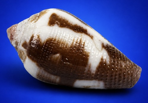 Conus rattus 2mm - 29.2mm, cone