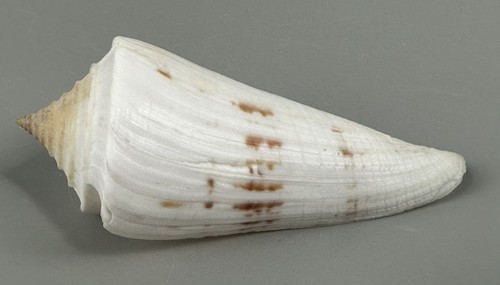 Conus sieboldii 8mm - sieboldii, giant