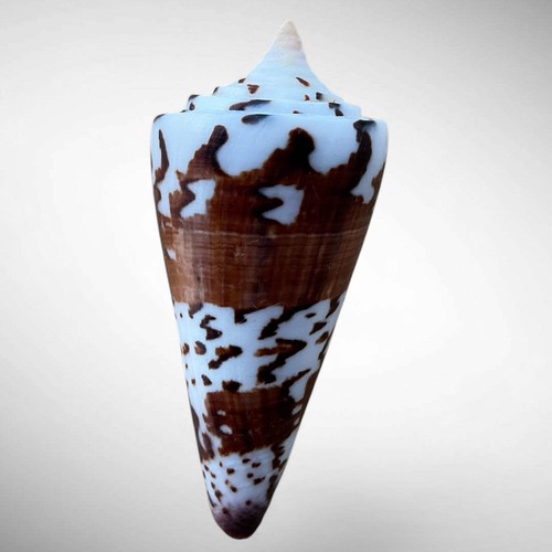 General cone shell conus - cone, (conus